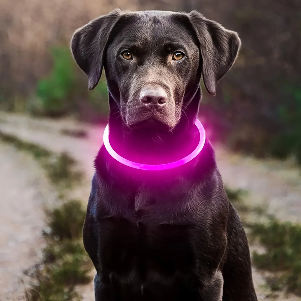 🐶 LED Light Dog Collar – USB Rechargeable, Luminous & Anti-Lost