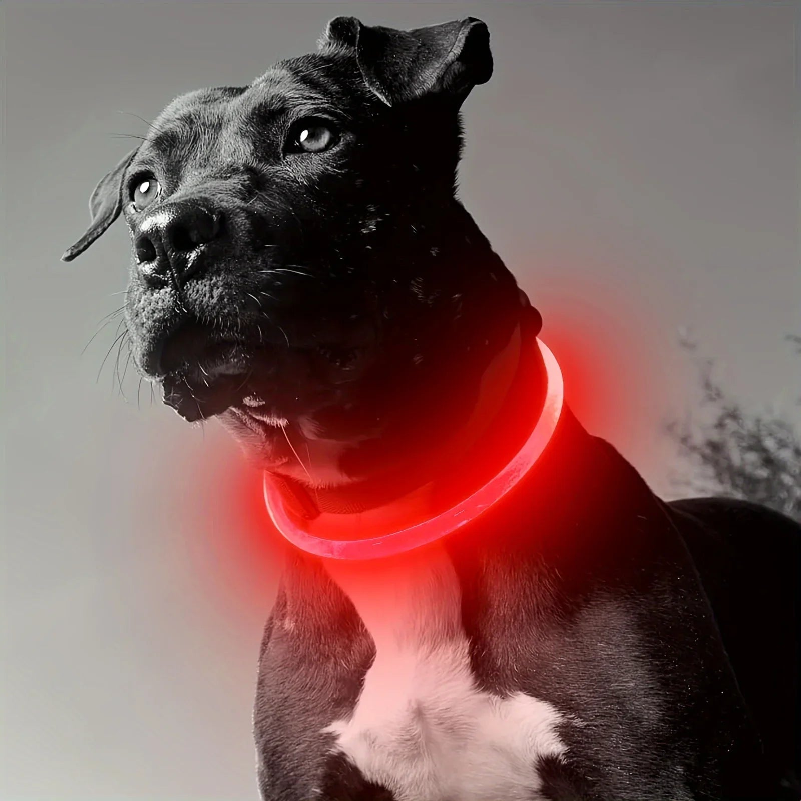 🐶 LED Light Dog Collar – USB Rechargeable, Luminous & Anti-Lost