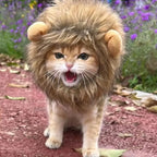 Lion Mane Pet Wig – Turn Your Cat or Dog into the King of the Jungle! 🦁