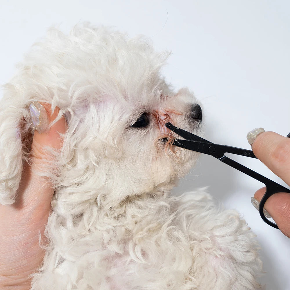 Person trimming a white dog's eyelashes with scissors on a white background