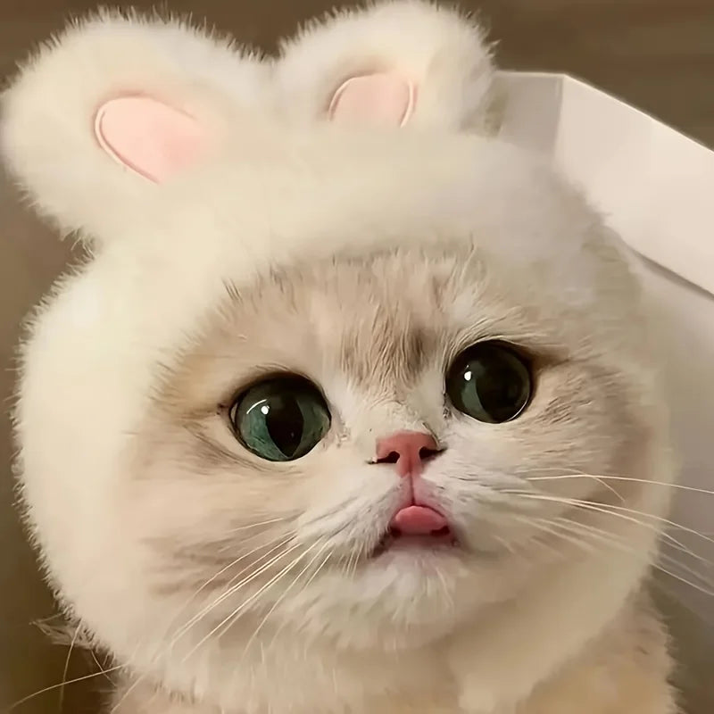 Bunny Ears Cat Hat – Adorable Pet Costume Headwear 🐰🐾