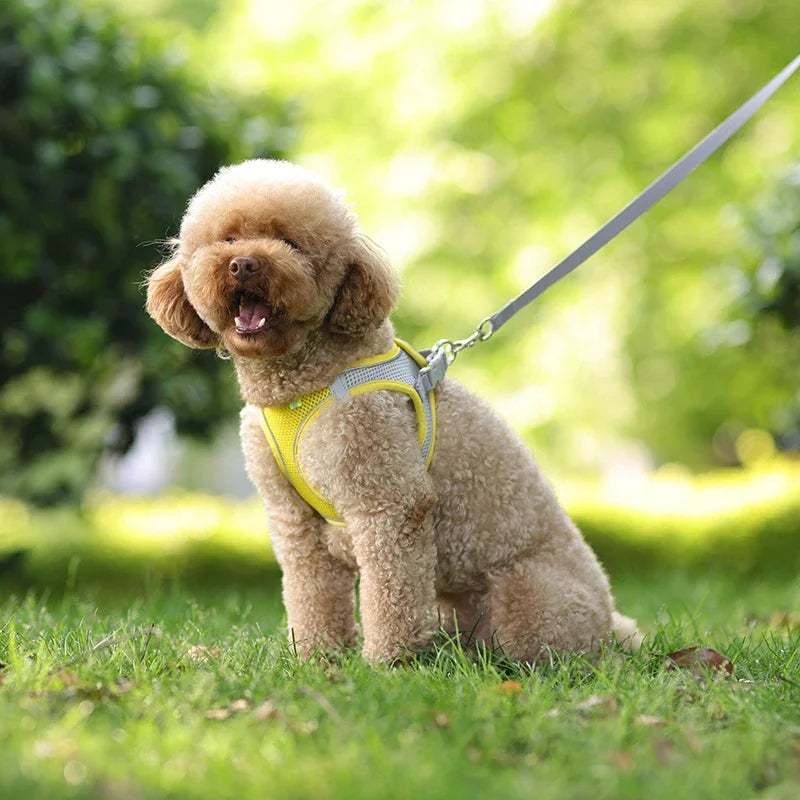 🐶 Puppy & Cat Harness Set – Adjustable Harness Vest with Leash for Small Dogs